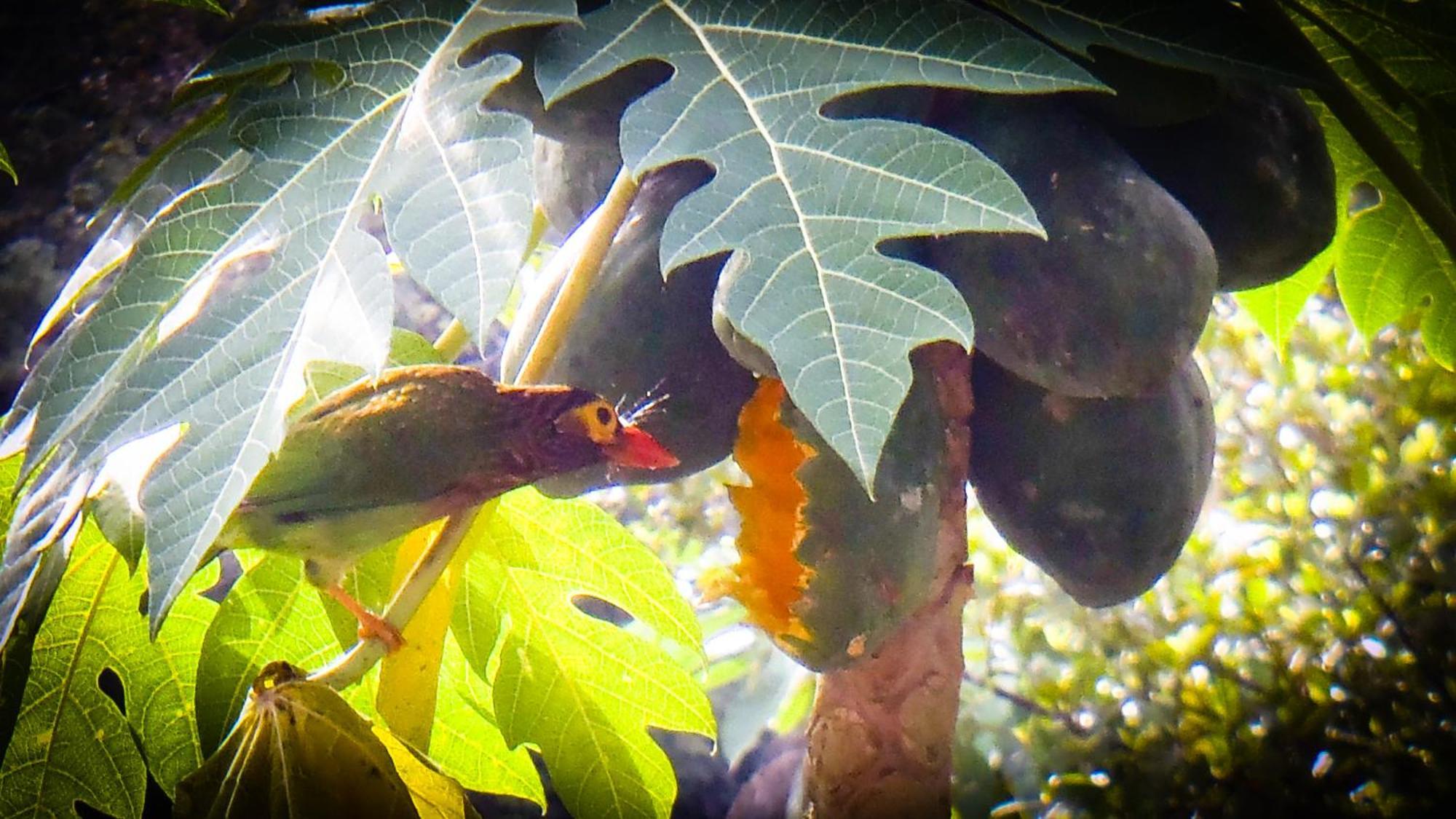 Singharaja Garden Agro Eco Lodge Pelawatta  Kültér fotó
