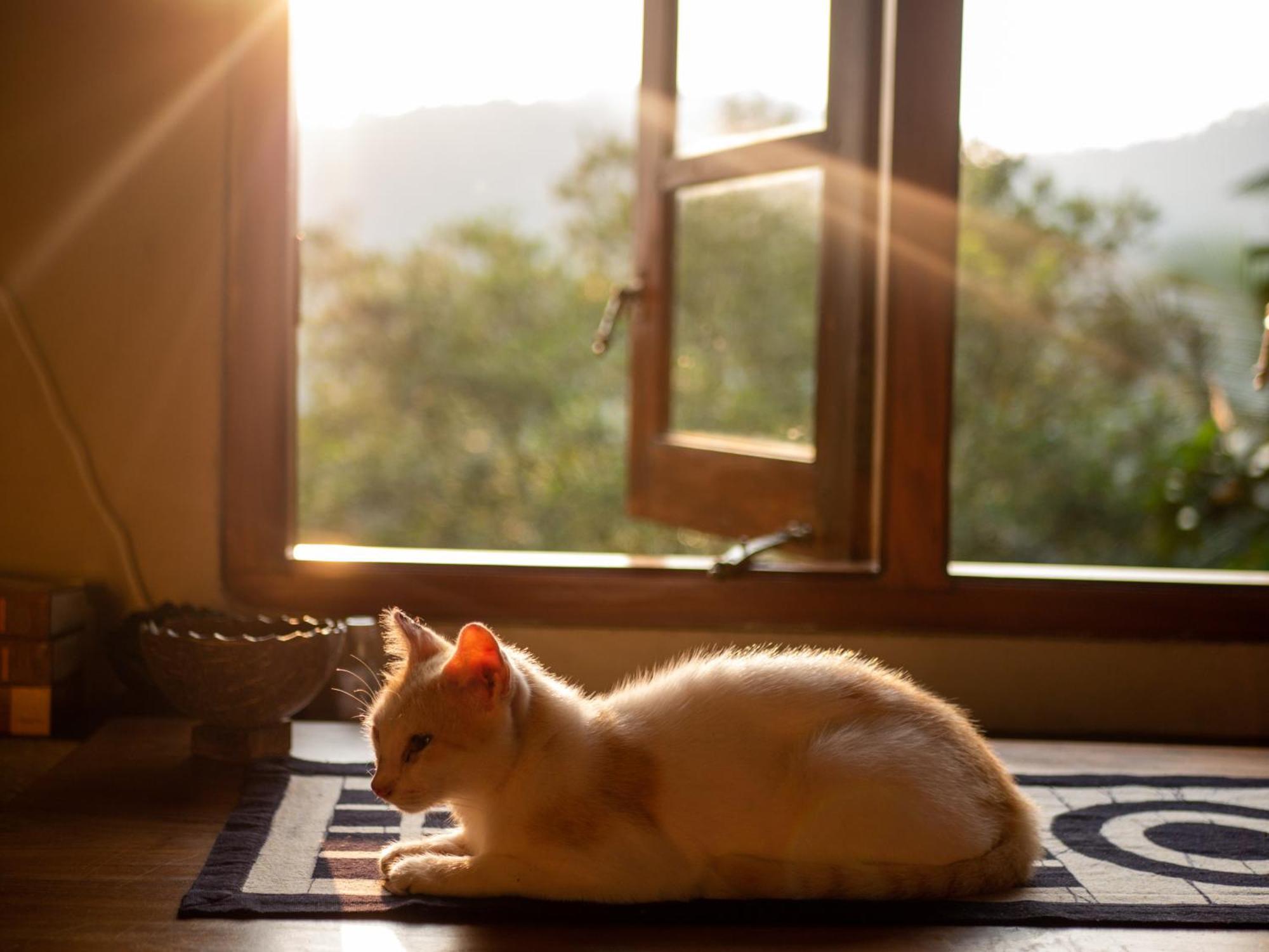 Singharaja Garden Agro Eco Lodge Pelawatta  Kültér fotó